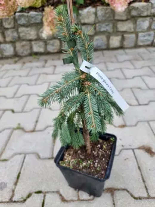 Ель глаука Синди Новинка С5 20-30 см Закупка М49 весна 2026
