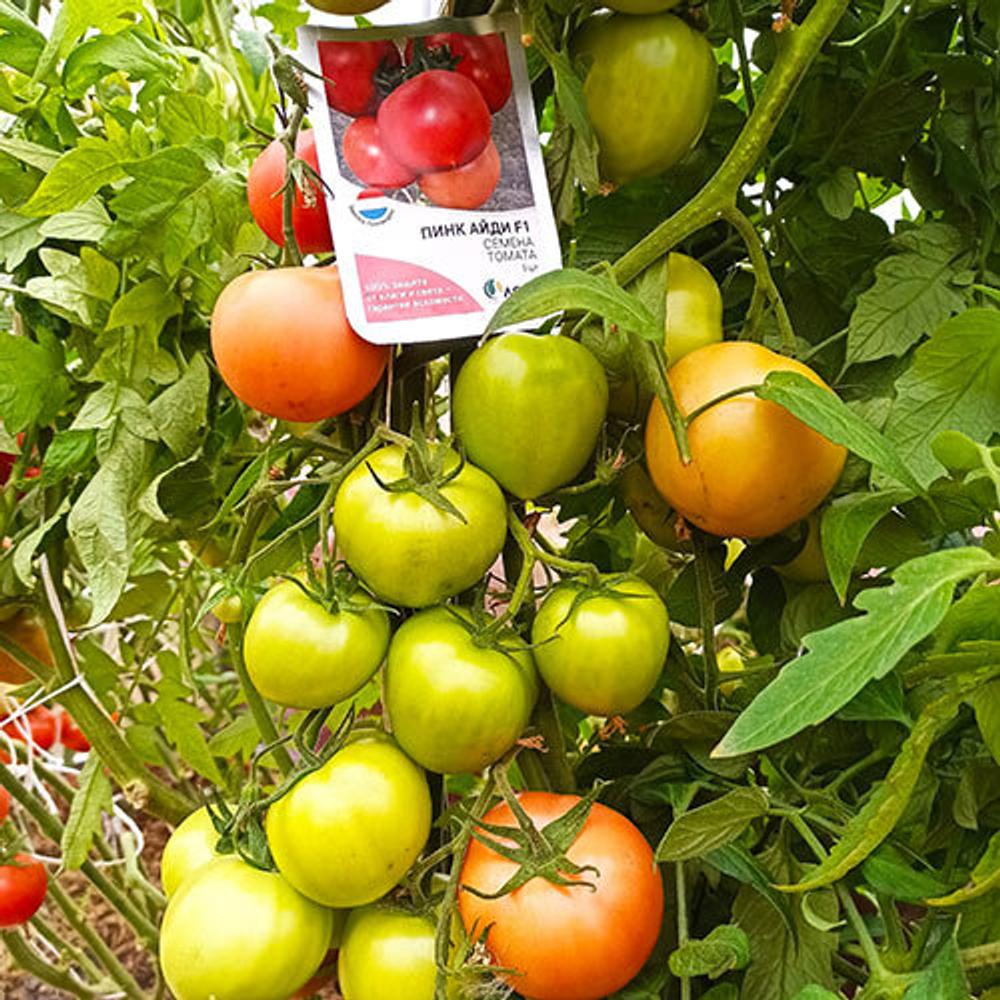 Семена томата Пинк Айди F1, Seminis, 5 шт.