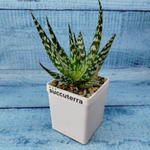Aloe Bronze Lizard (Алоэ)