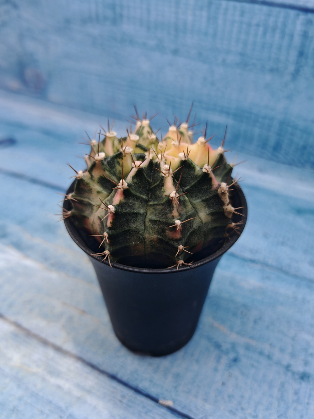 Gymnocalycium Variegata (Гимнокалициум Вариегатный)