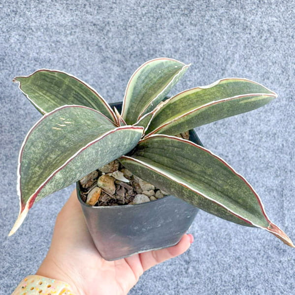 Сансевиерия HALLII BLUE BAT VAR s.L