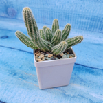 Chamaecereus Silvestrii (Хамецереус)