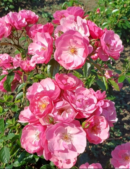 ANGELA (Анжела)