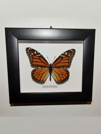 Бабочка Монарх Danaus plexippus в рамке
