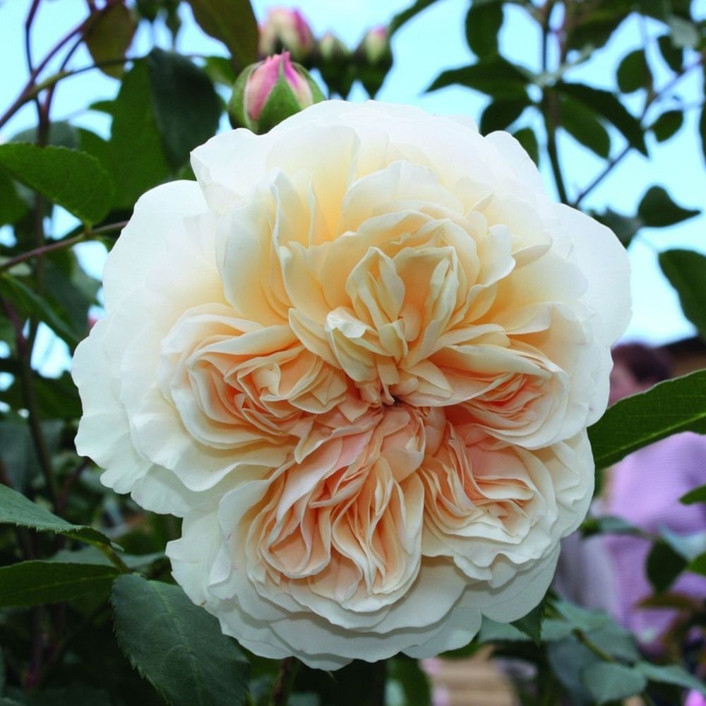 Личфилд Энджел (Lichfield Angel)