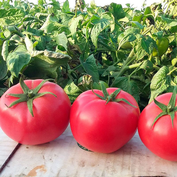 ХАПИНЕТ F1 семена томата (Syngenta | Alexagro)