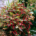 Хауттюйния сердцевидная "Cameleon"