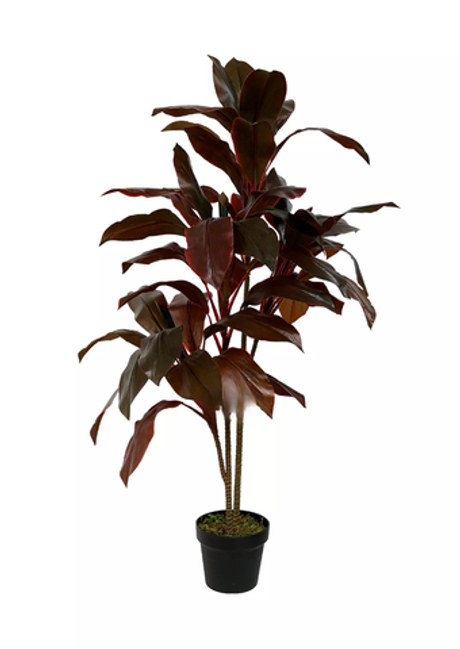 Кордилина кустарниковая 110см