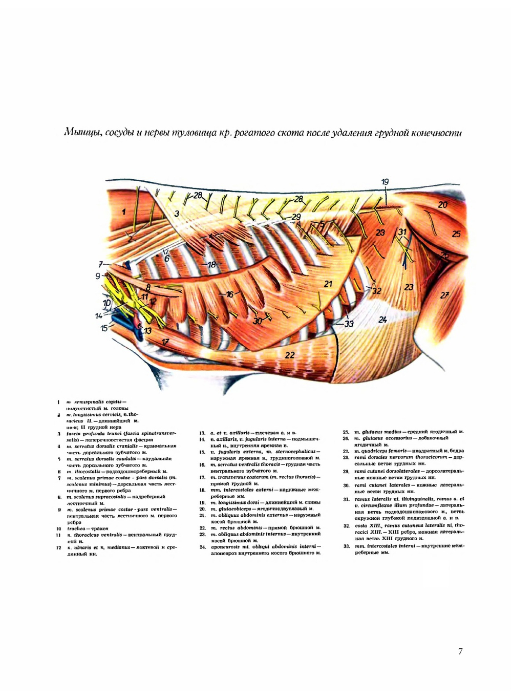 Атлас анатомии домашних животных. Том 2. Туловище | П. Попеско