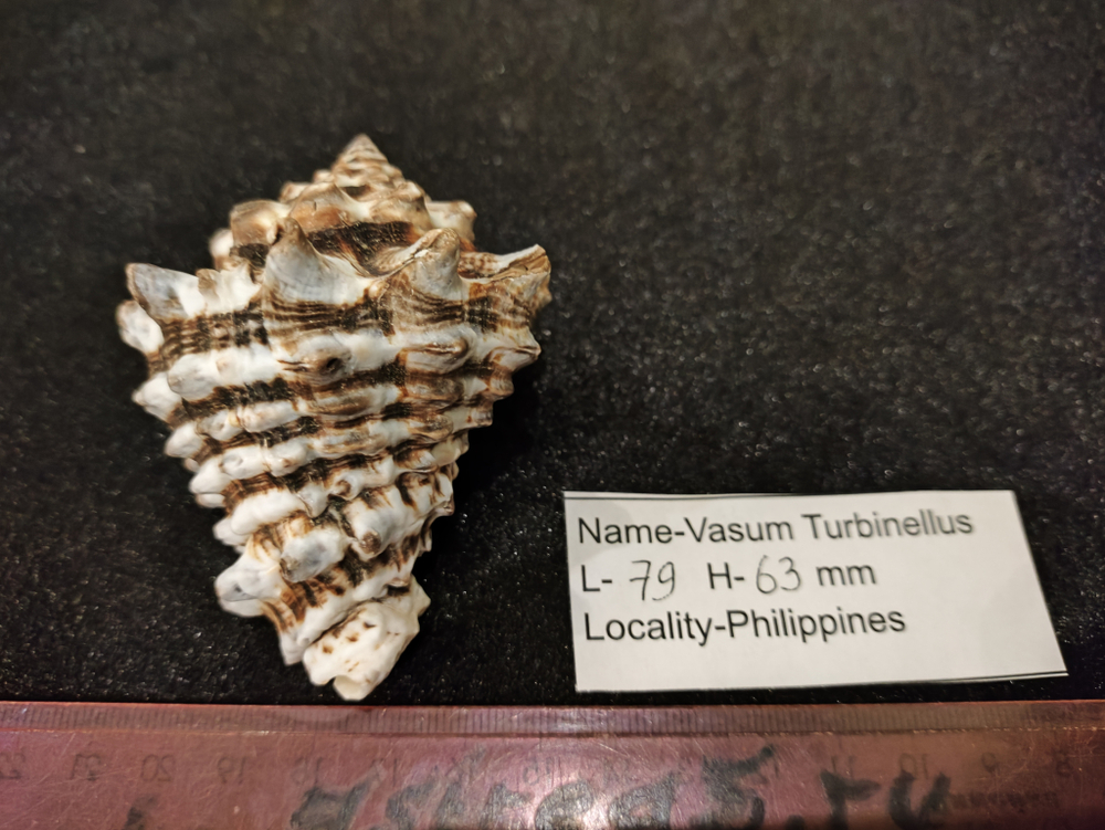 Вазум Турбинеллус "60-75-90мм"