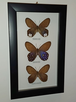 Сатириды в рамке