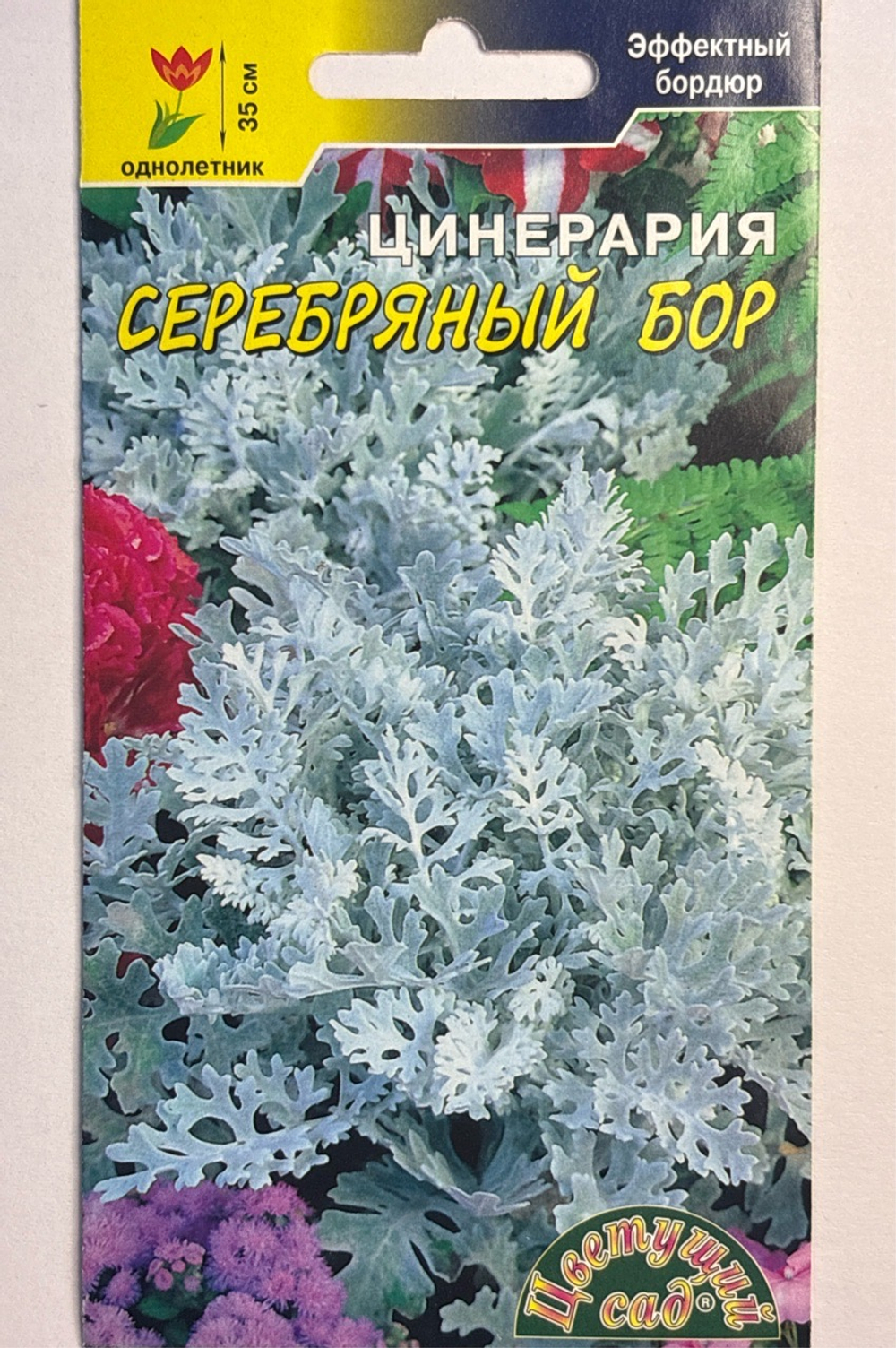 Цинерария Серебрянный бор 0,1 г СМЦ-614