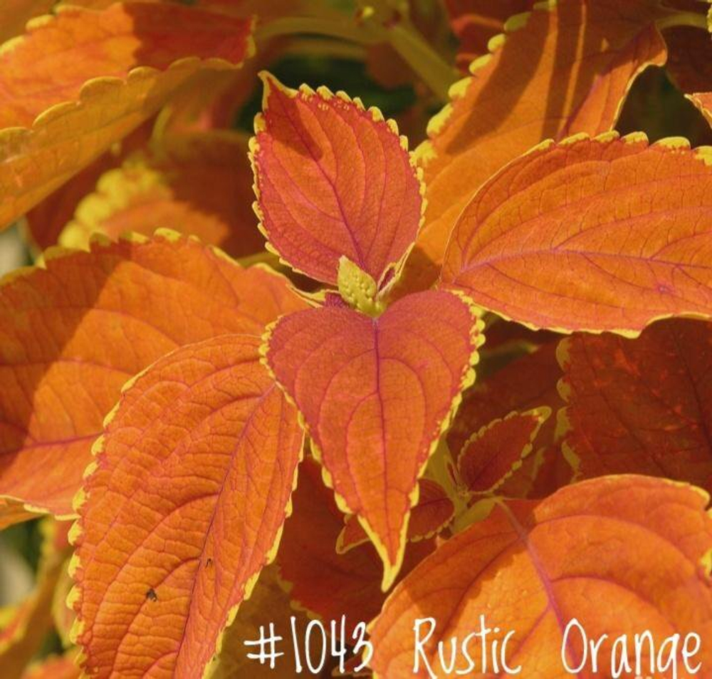 Колеус Rustic Orange