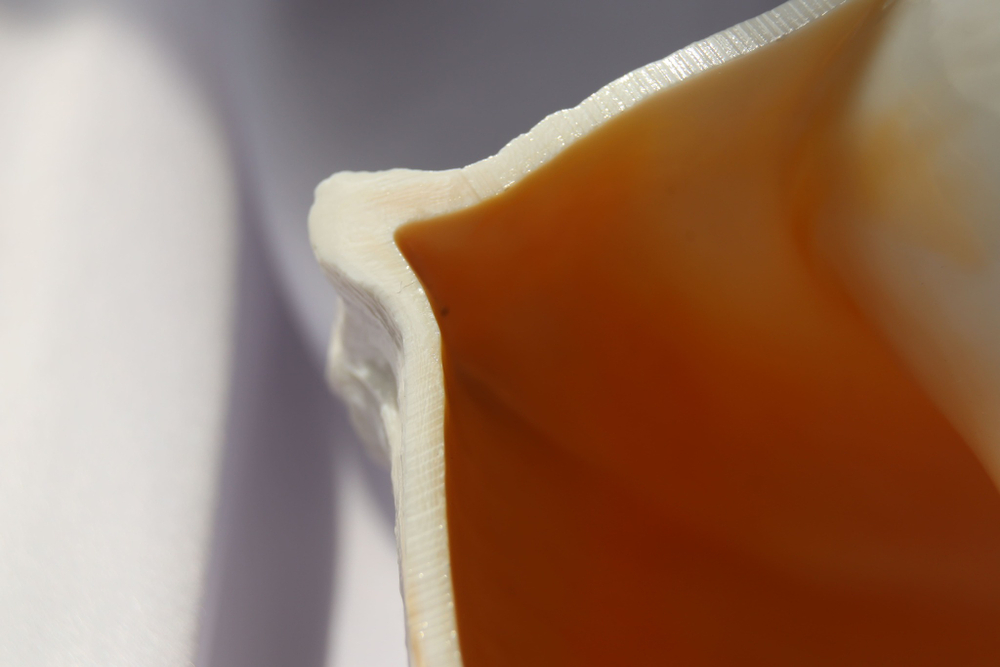 Бусикон перверсум (Sinistrofulgur perversum), 1шт, 15-17см