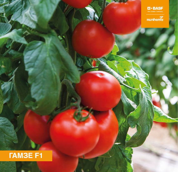 ГАМЗЕ F1 семена томата (Nunhems | Alexagro) – фото 2