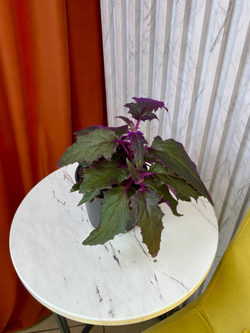 Гинура, D11см H20см, 1шт, Россия