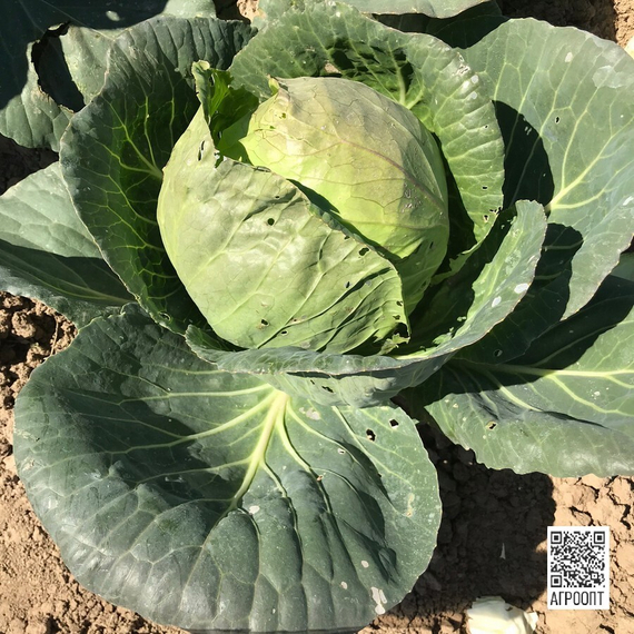 Адема рз F1 семена капусты белокочанной (Rijk Zwaan / Райк Цваан) в поле – фото 11