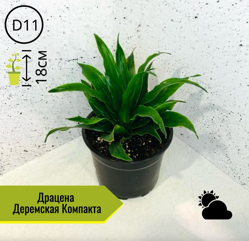 Драцена Деремская Компакта D11 H18