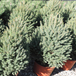 Ель канадская Синдерелла