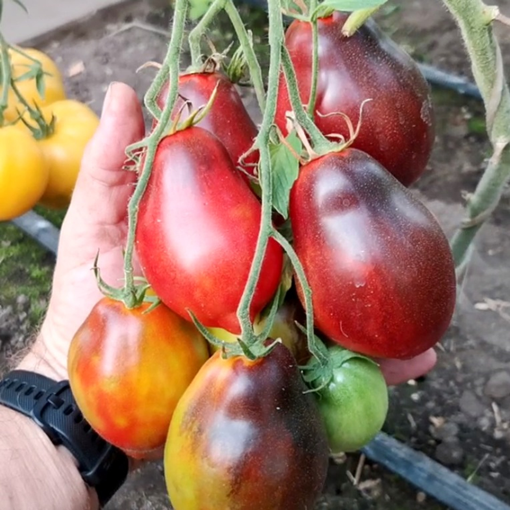 Помидоры - Бронзовое Сердце Сержанта Пеппера