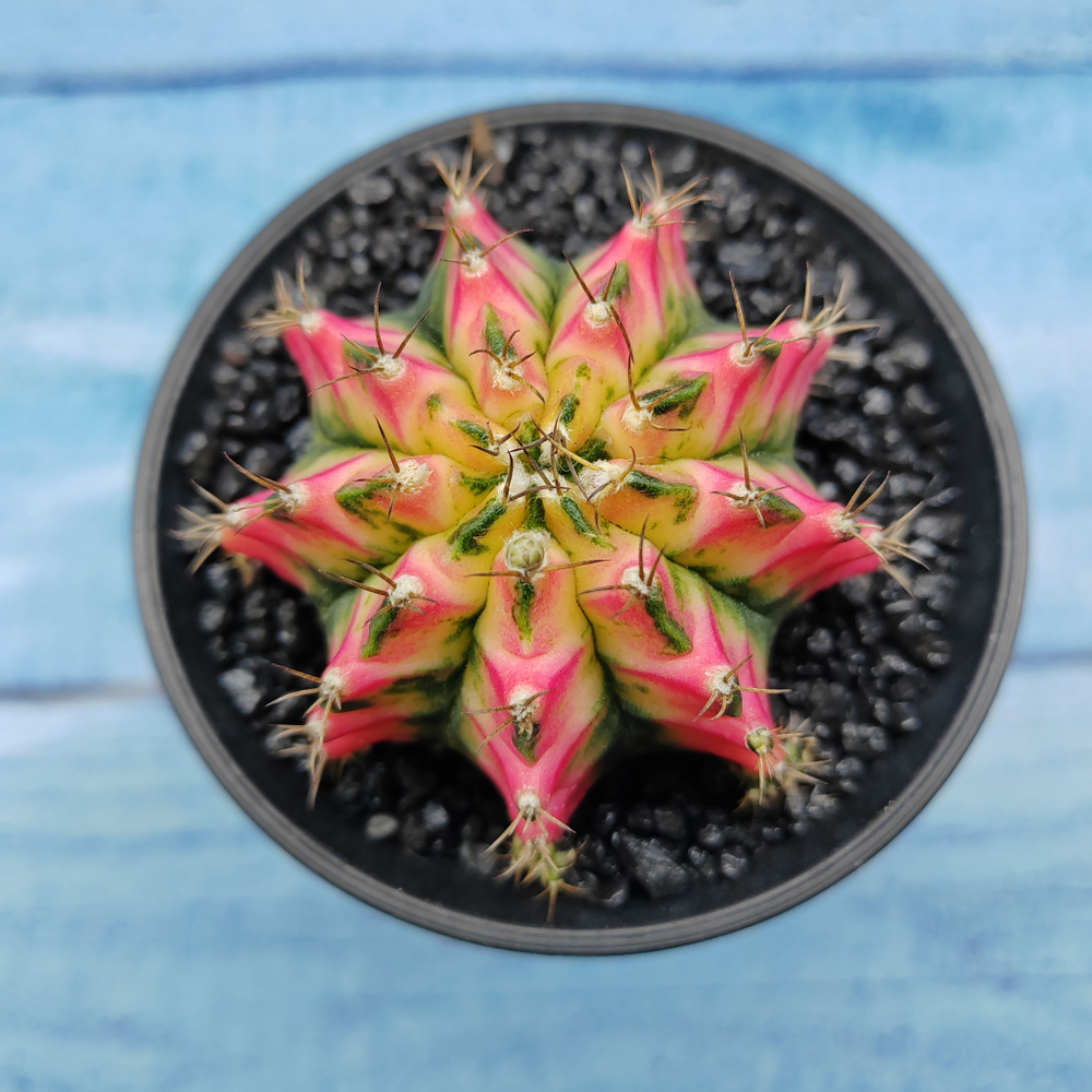 Gymnocalycium Variegata (Гимнокалициум Вариегатный)
