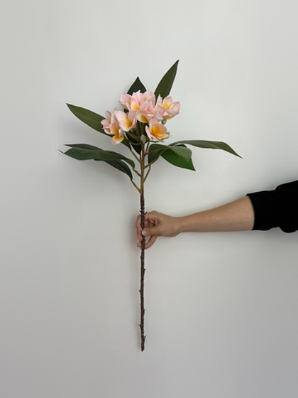 Плюмерия персик силикон