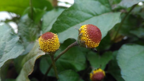 Настойка на акмелле (электрический цветок): рецепты, эффект, применение Настойка на акмелле (электрический цветок): рецепты, эффект, применение