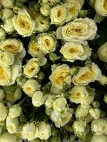 Букет моно из кустовых роз 25 шт в светло-желтом оттенке