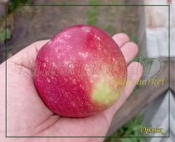Яблоня Орлик