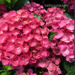 Rebelion Farrari Love (Ребелион Фаррари Лав) Р12 Европа 2026