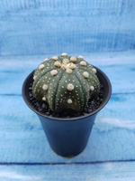 Astrophytum Asterias (Астрофитум)