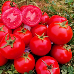 Помидоры Дикий Ангел - Muñeca Brava Tomato