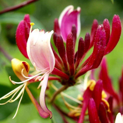 Жимолость декоративная Серотина