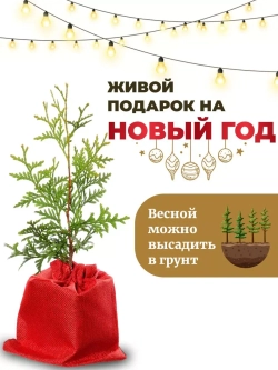 Саженец Туя западная Брабант Новогодняя