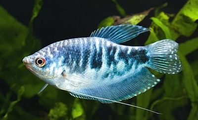 (16)  Гурами мраморный, (Trichogaster trichopterus sumatranus)