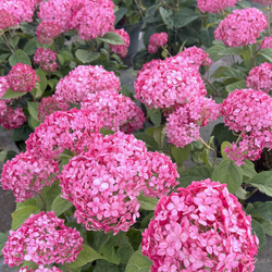 Гортензия древовидная Руби Аннабель С3 фирменный Закупка М38