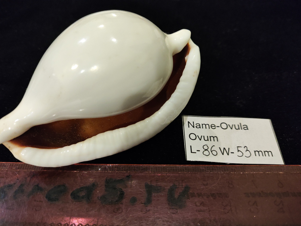 Овула Овум 85-90мм
