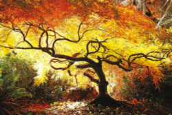 Коллекция Пейзаж