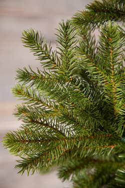 Можжевельник 260см зеленая Triumph Tree