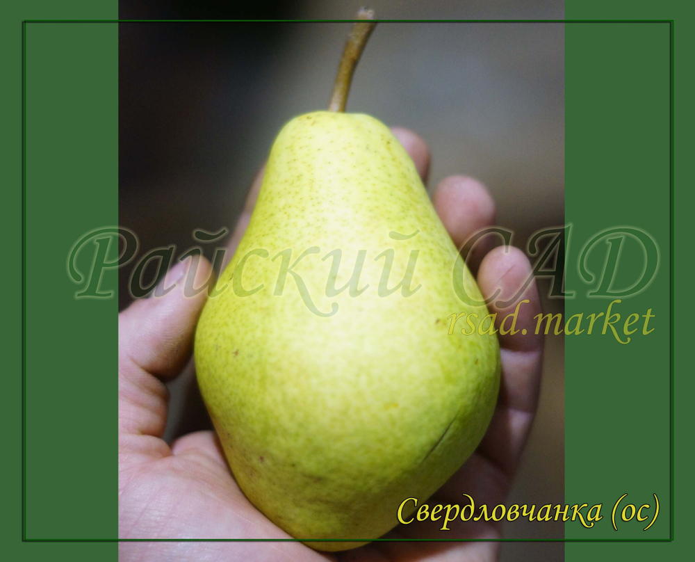 Груша Свердловчанка