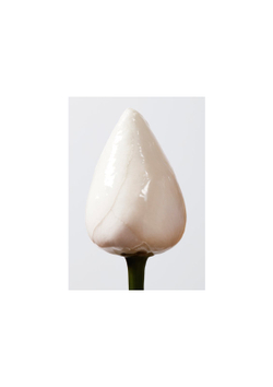 Shu Uemura Essence Absolue - питательное и увлажняющее масло для волос /   150  ml  / GTIN 3474630224100