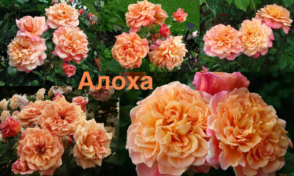 Роза Алоха С4 Закупка М16 июнь 2026