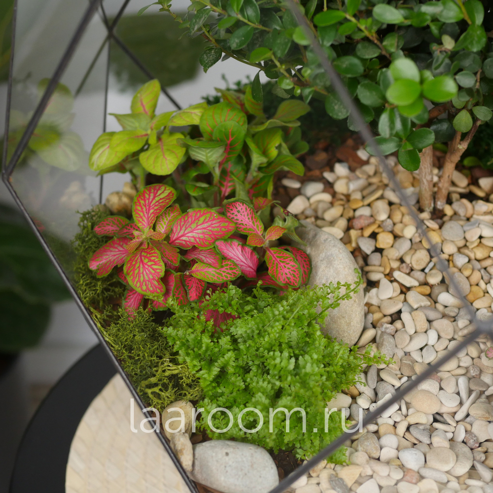 Готовый флорариум бонсай Мирсина Фаберже