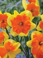 Нарцисс Разрезнокорончатый Конгресс