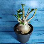Adenium Baobab (Адениум)