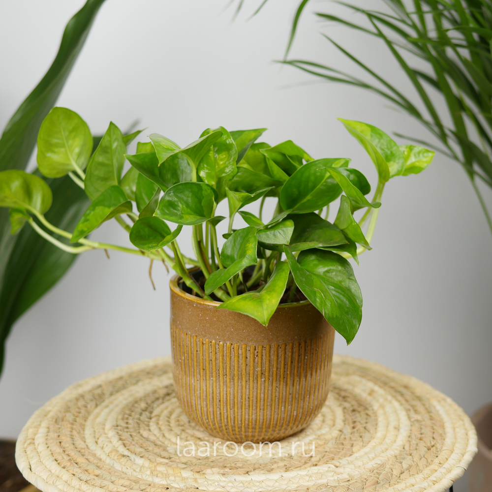 Эпипремнум Глобал Грин 12/20