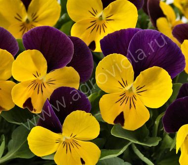 S2703 Фиалка рогатая Admire Yellow Purple Wing 100 шт.