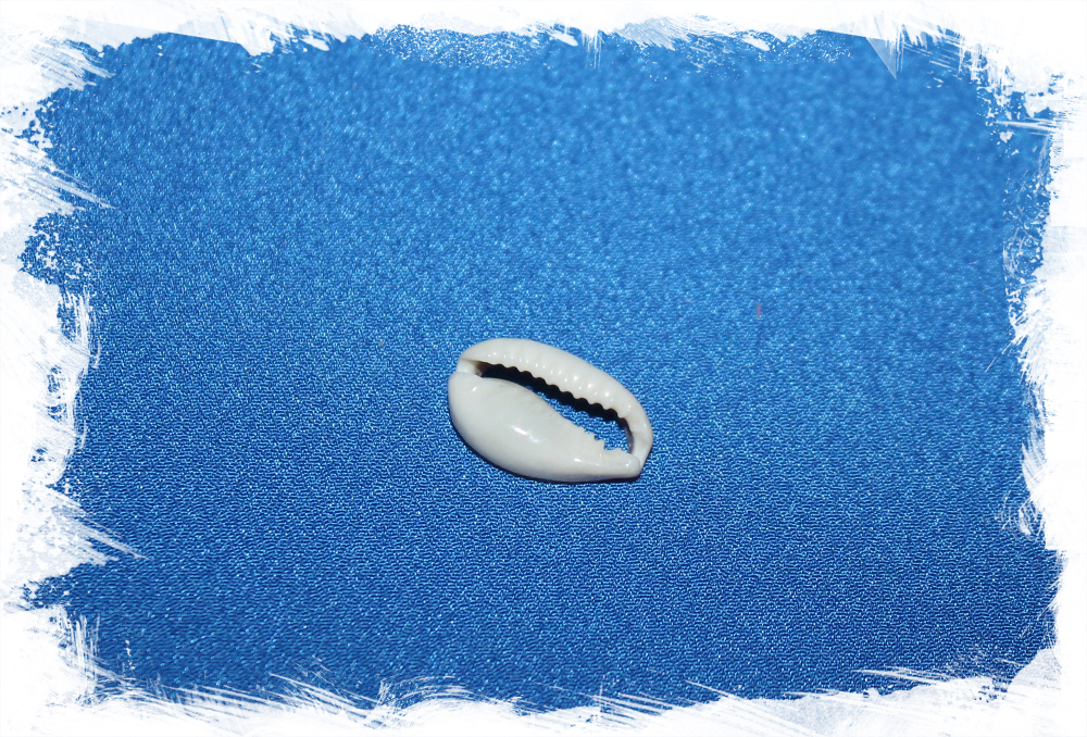 Ракушки для украшений