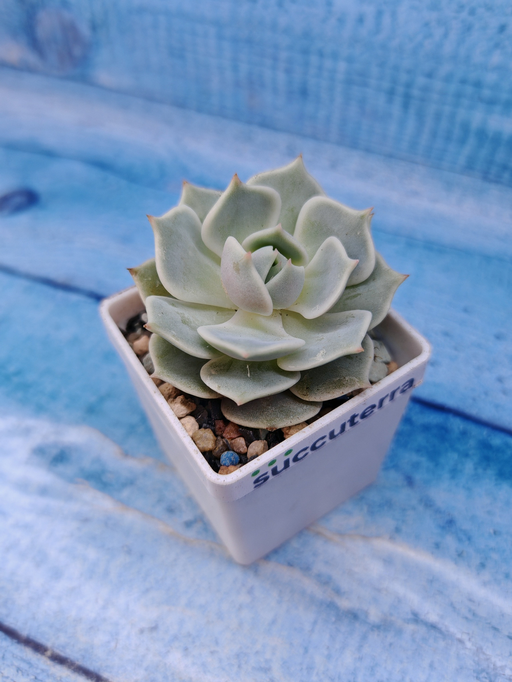 Echeveria Lola (Эхеверия)