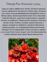 Гейхера Рио яркая многолетник